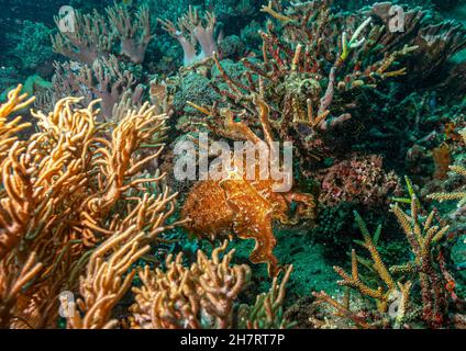 Les seiches ou les boutes sont des mollusques marins de l'ordre de Sepiida.Ils appartiennent à la classe Cephalopoda Banque D'Images