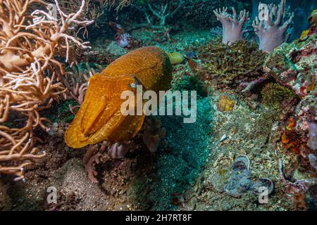 Les seiches ou les boutes sont des mollusques marins de l'ordre de Sepiida.Ils appartiennent à la classe Cephalopoda Banque D'Images