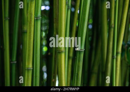 Gros plan sur le bambou vert. Banque D'Images