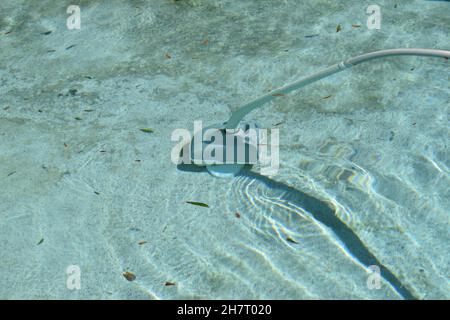 L'équipement de nettoyage de la piscine traverse le plancher de la piscine. Banque D'Images