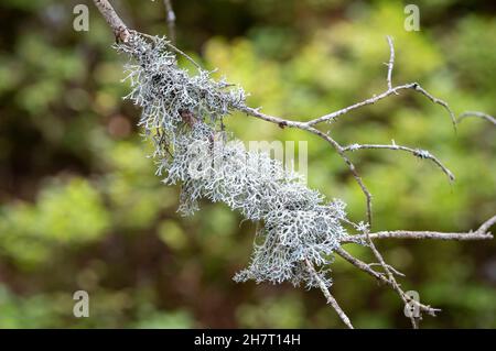 Lichen gris de renne, mousse de renne, mousse de cerf ou mousse de caribou - Cladonia rangiferina, poussant sur une branche avec un fond vert. Banque D'Images