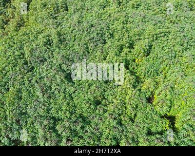 Vue de dessus les feuilles de manioc du dessus des cultures en vert, vue de l'oiseau arbre tropical plante, vue aérienne de la plantation de manioc champs verts nature a Banque D'Images