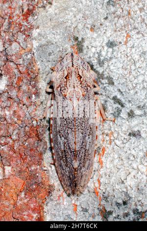 Leafhopper à tête plate noire, Stenocotis depressa.Adulte.Coffs Harbour, Nouvelle-Galles du Sud, Australie Banque D'Images