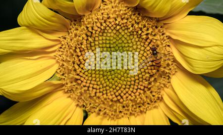 Vue rapprochée d'une guêpe assise sur une fleur de tournesol Banque D'Images