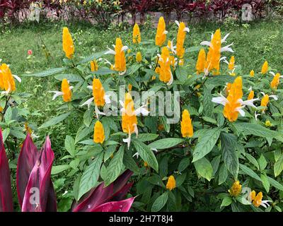 Plante de crevettes jaune ou dorée, Pachystachys lutea dans un jardin Banque D'Images