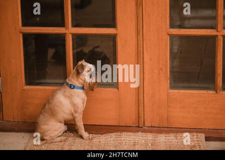 Petit chien Griffon de Bruxelles assis à la porte arrière, attendant d'être laissé à l'intérieur Banque D'Images