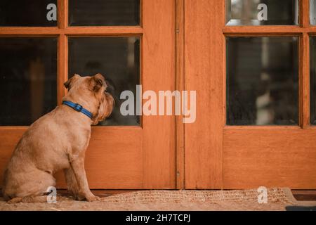 Petit chien Griffon de Bruxelles assis à la porte arrière, attendant d'être laissé à l'intérieur Banque D'Images