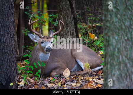 Buck de Whitetail reposant dans les Bois - Odocoileus virginianus Banque D'Images