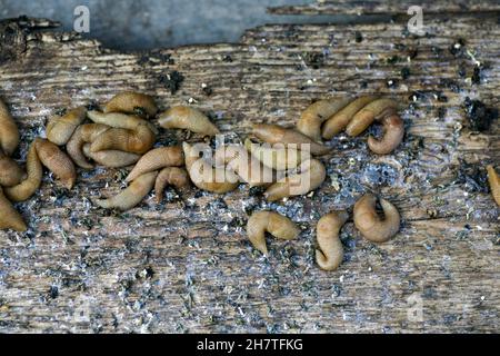 des limaces dans le jardin de l'agriculteur.Un grand groupe de limaces de Gastropoda se cachant à côté d'un potager dans le jardin.Ravageurs des limaces qui gâtent la récolte des plantes et des fruits. Banque D'Images