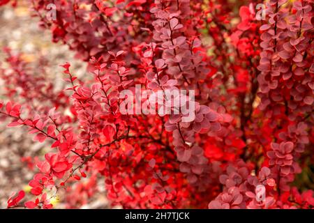 Buisson d'automne beris thunbergii (ou barberry japonaise) avec des feuilles et des baies rouge vif.Arrière-plan naturel d'automne Banque D'Images