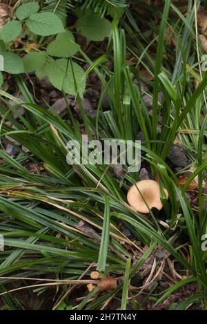 Un champignon brun qui pousse dans la haute herbe dans la forêt du Palatinat en Allemagne, un jour d'automne. Banque D'Images