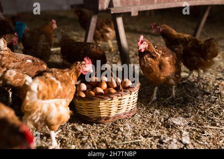 Poulets regardant dans le panier avec des oeufs dans la maison de volaille Banque D'Images