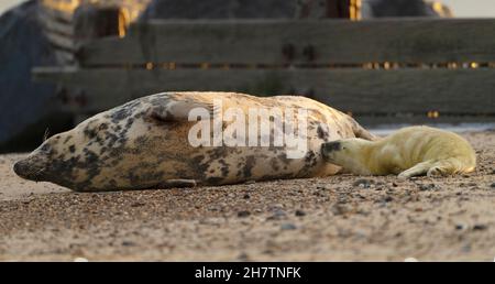 Un phoque gris pup (Halichoerus grypus) suçant de sa mère, Norfolk Banque D'Images