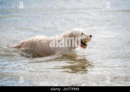 Labradoodle chien jouant dans un lac.Le chien blanc nage dans l'eau.boule jaune dans sa bouche. Banque D'Images