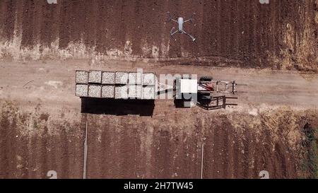 Une remorque-tracteur chargée d'ail fraîchement cueilli traverse le champ agricole. Banque D'Images