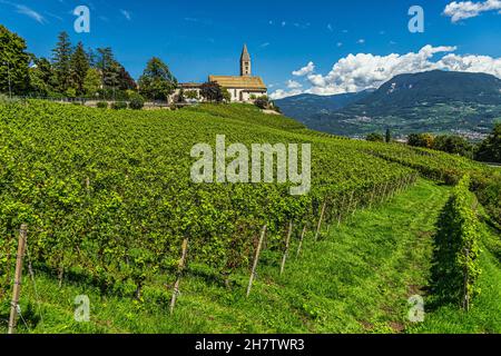 Vallées et pentes plantées de vignes Traminer, Gewürztraminer, le long de la route des vins du Tyrol du Sud. Province autonome de Bolzano. Banque D'Images