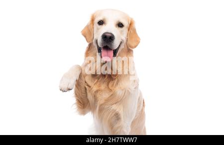 Chien Golden Retriever donnant patte Banque D'Images