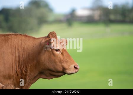 Chef d'une vache limousin, Lancashire, Royaume-Uni. Banque D'Images