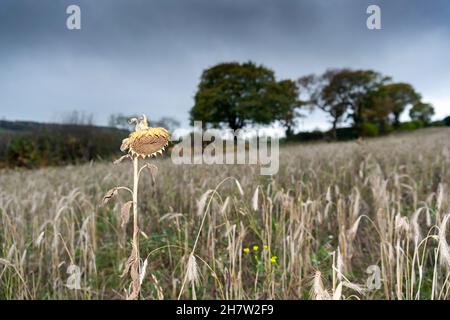 Mélange de fleurs sauvages et d'oiseaux planté dans un champ de fermiers pour encourager la faune et créer un habitat durable pour eux.Co. Durham, Royaume-Uni. Banque D'Images