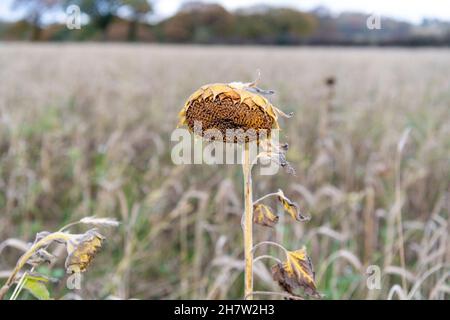 Mélange de fleurs sauvages et d'oiseaux planté dans un champ de fermiers pour encourager la faune et créer un habitat durable pour eux.Co. Durham, Royaume-Uni. Banque D'Images