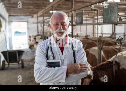 Portrait d'un vétérinaire senior en manteau de shite debout avec des bras croisés à côté de bétail simmental dans le cowshed Banque D'Images