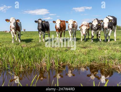 Groupe de vaches réflexion, miroir debout sur le bord d'un champ vert, troupeau dans un pâturage, vue panoramique large Banque D'Images