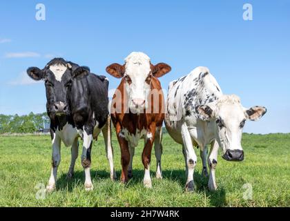Trois vaches noires rouges et blanches, ensemble debout dans une rangée côte à côte dans un champ, regardant curieux et un peu ridicule, vue de face Banque D'Images