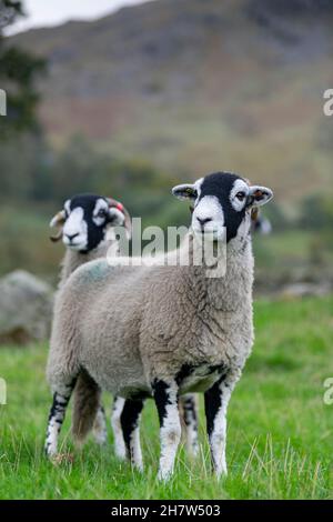 Swaledale ewes, une race robuste de hautes terres, dans le district des lacs anglais.Cumbria, Royaume-Uni. Banque D'Images