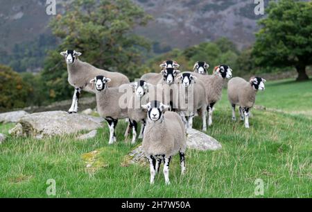 Swaledale ewes, une race robuste de hautes terres, dans le district des lacs anglais.Cumbria, Royaume-Uni. Banque D'Images