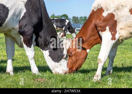 Deux vaches frottant des têtes, avec amour et ludique, en cuddling ou en combat, ensemble dans une prairie sous un ciel bleu Banque D'Images