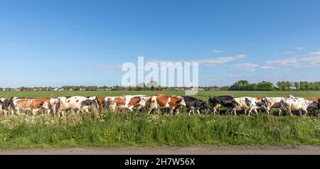 Troupeau de vaches dans une rangée, en ligne, l'une derrière l'autre, l'une après l'autre, dans l'ordre, à la fin, dans un seul fichier,marche à faire Banque D'Images