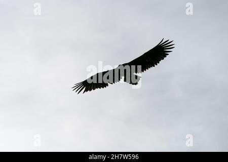 RUNDE, NORVÈGE - 2020 JUILLET 23 Aigle à queue blanche, Haliaeetus albicilla, volant au-dessus de la mer. Banque D'Images