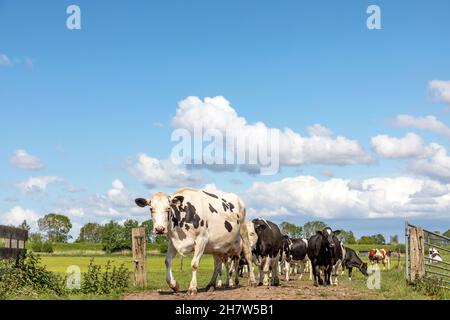 Vaches marchant sur un chemin, troupeau de noir et blanc, se promener vers dans un champ avec des nuages dans le ciel comme arrière-plan, une porte devant Banque D'Images