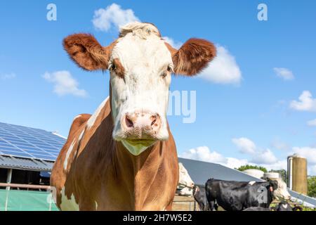 Jolie vache à l'air sympa debout dans une cour de ferme, vue de face Banque D'Images