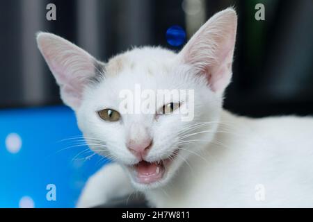 Gros plan un chaton blanc regardant et ouvert sa bouche. Banque D'Images