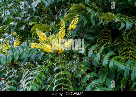 Un mahonia x media de flowering ou soleil d'hiver un arbuste hybride interspécifique avec ses fleurs jaune vif en amas Banque D'Images