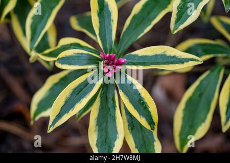 Hiver daphne ou Daphne odora 'Marianni' plante avec ses fleurs roses et ses magnifiques feuilles brillantes, dorées, vert foncé.Gros plan, mise au point sélective Banque D'Images