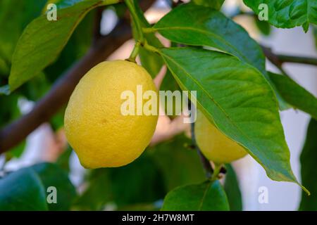 Citrus limon « four Seasons » rafraîchissant sur un arbre.Mise au point sélective. Banque D'Images