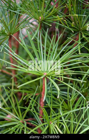 Gros plan des feuilles ou des aiguilles vertes fraîches qui poussent sur une plante à feuilles persistantes Sciadopitys verticillata, ab.Mise au point sélective. Banque D'Images