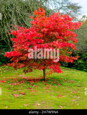 Un magnifique arbre acer dans un parc en automne, les feuilles changent de couleur en rouge vif et commencent à tomber Banque D'Images