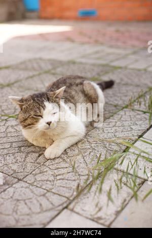 Portrait d'un chat gras paresseux se reposant dans une journée d'été à l'extérieur. Banque D'Images