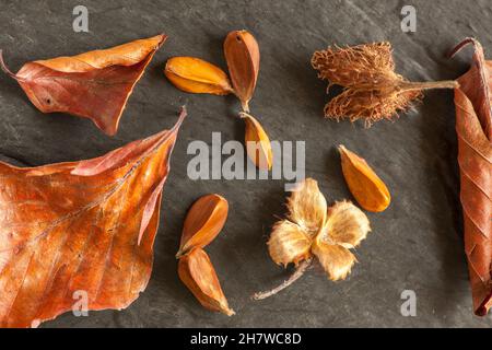 Parties de beechnuts fendus avec plusieurs graines et trois feuilles fléchies sur un substrat d'ardoise dans la vue en plan à l'ouverture f/9. Banque D'Images