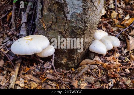 Nouveaux champignons frais dans une forêt chaude d'automne ensoleillée après la pluie.Champignons de bois, champignons Banque D'Images