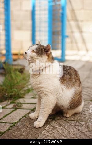 Portrait d'un chat gras assis dans un jardin d'été.Animal de compagnie charmant. Banque D'Images