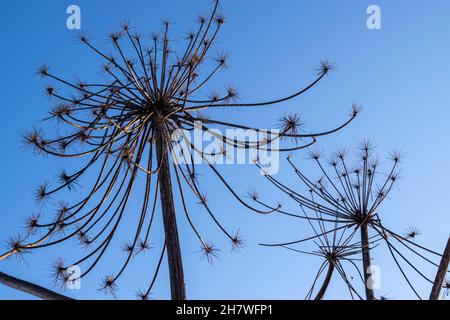 Sécher les tiges d'une plante de parapluie contre le ciel bleu.L'herbe de Sosnovsky.Photo horizontale. Banque D'Images