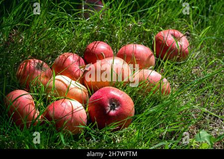 Les pommes rouges mûres reposent sur l'herbe verte juteuse.Concept de récolte. Banque D'Images