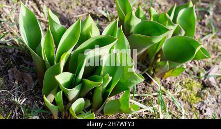 Jeunes tulipes sur un lit de fleurs au printemps, illuminés par le soleil éclatant.Fleurs du premier printemps.Mise au point sélective.Photo horizontale. Banque D'Images