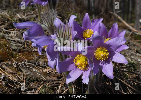 Herbe de sommeil.L'éveil de la nature.Bourgeons de fleurs violettes de printemps dans la forêt par une journée ensoleillée.Photo horizontale. Banque D'Images