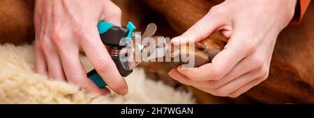 Bannière de coupure pour chien.Femme utilisant des coupe-ongles pour raccourcir les ongles de chiens.Propriétaire d'animal de compagnie coupant des ongles sur le chien vizsla. Banque D'Images