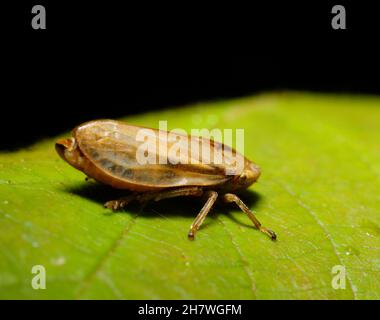 Leafhopper d'ortie (Eupteryx aurata) Banque D'Images